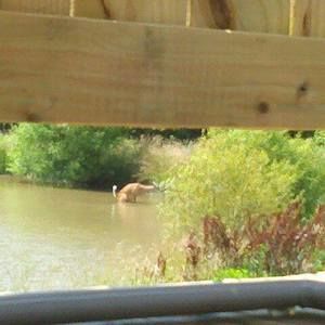 Meet your Posher, Joyce